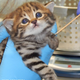 Illustration for article titled ZOMG UPDATE ON BABY BLACK-FOOTED DRAGON CATS